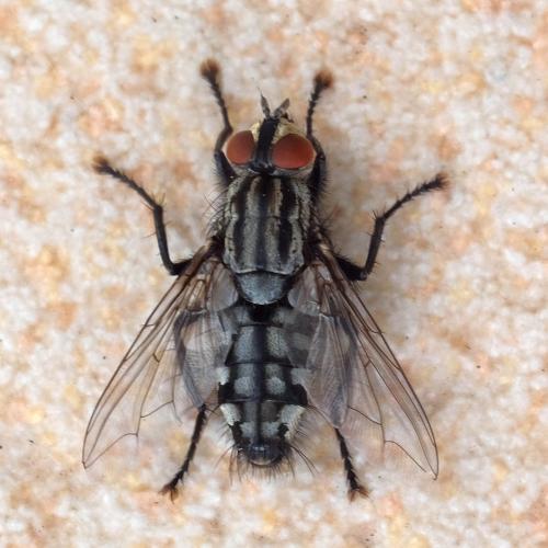 Sarcophaga sp.